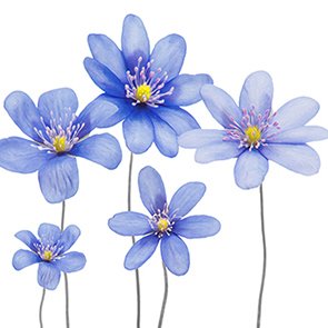 Servíettur 3laga 20stk 33x33cm Blue Flowers